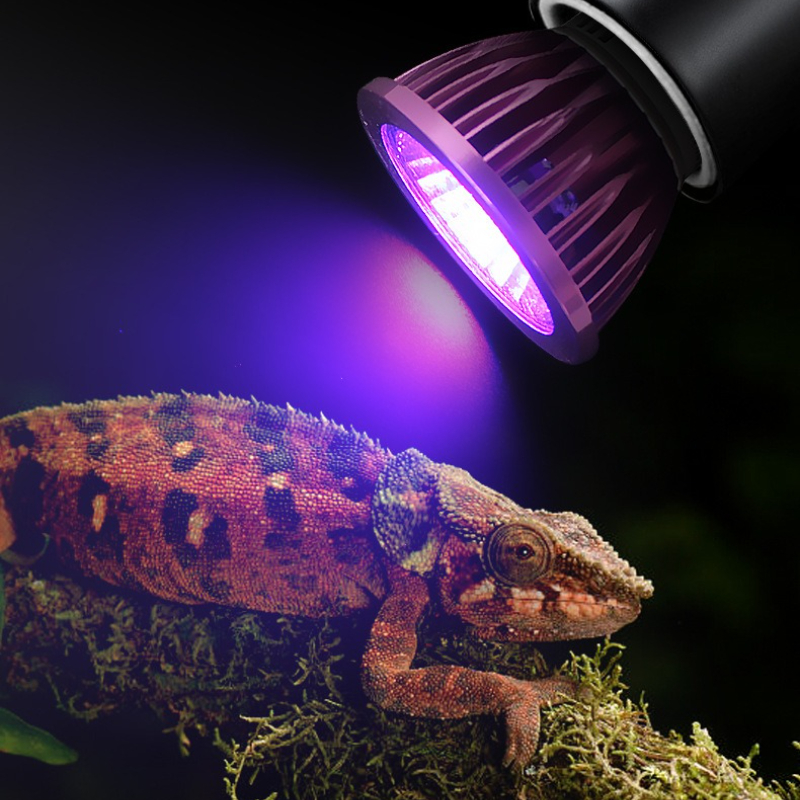 NOMOY Moonlight LED Night Ligh - Gecko Lighting & Decor review and price